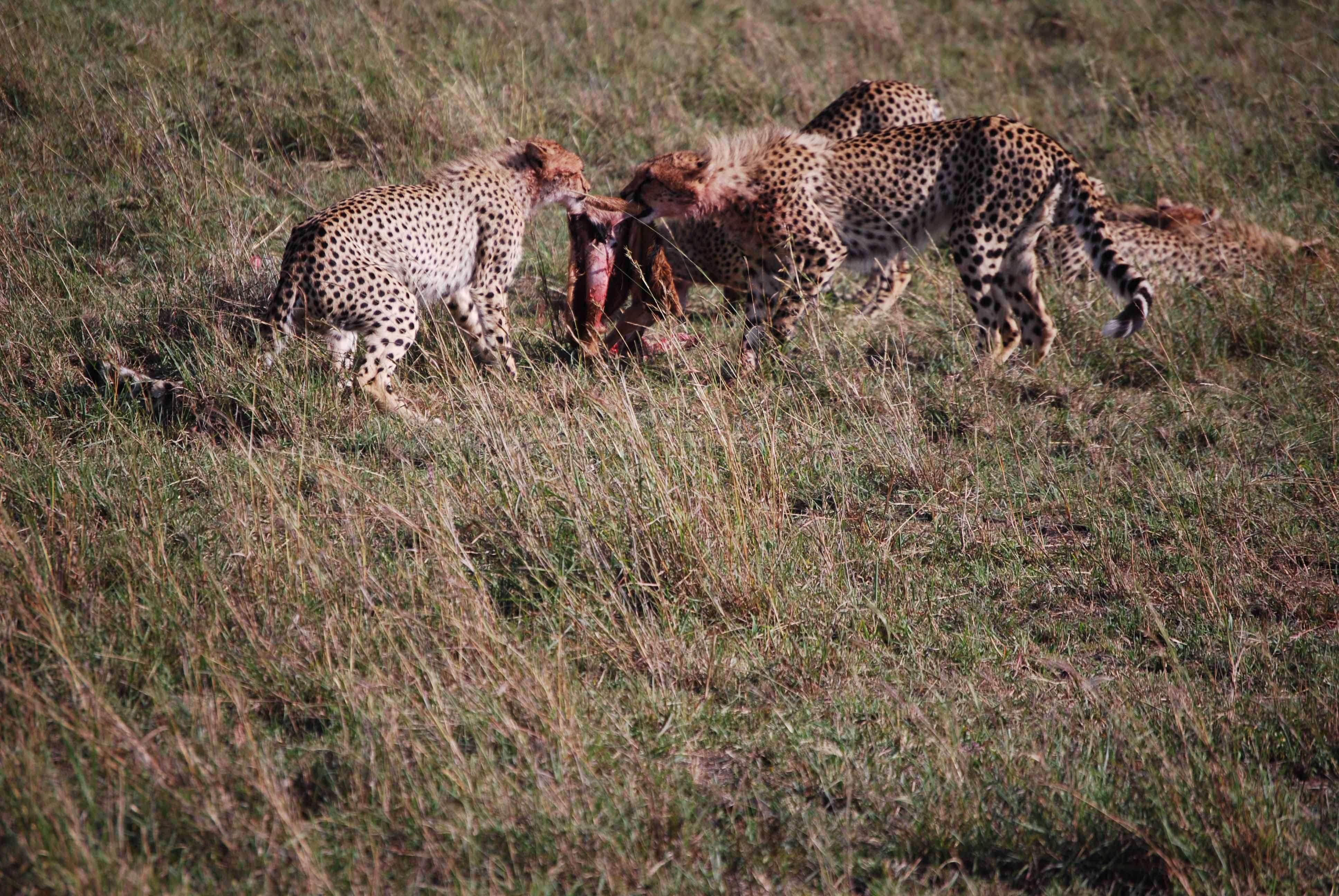 Regreso al Mara - Kenia - Blogs de Kenia - 7 guepardos, 2 rinos con mal genio y un leopardo (15)
