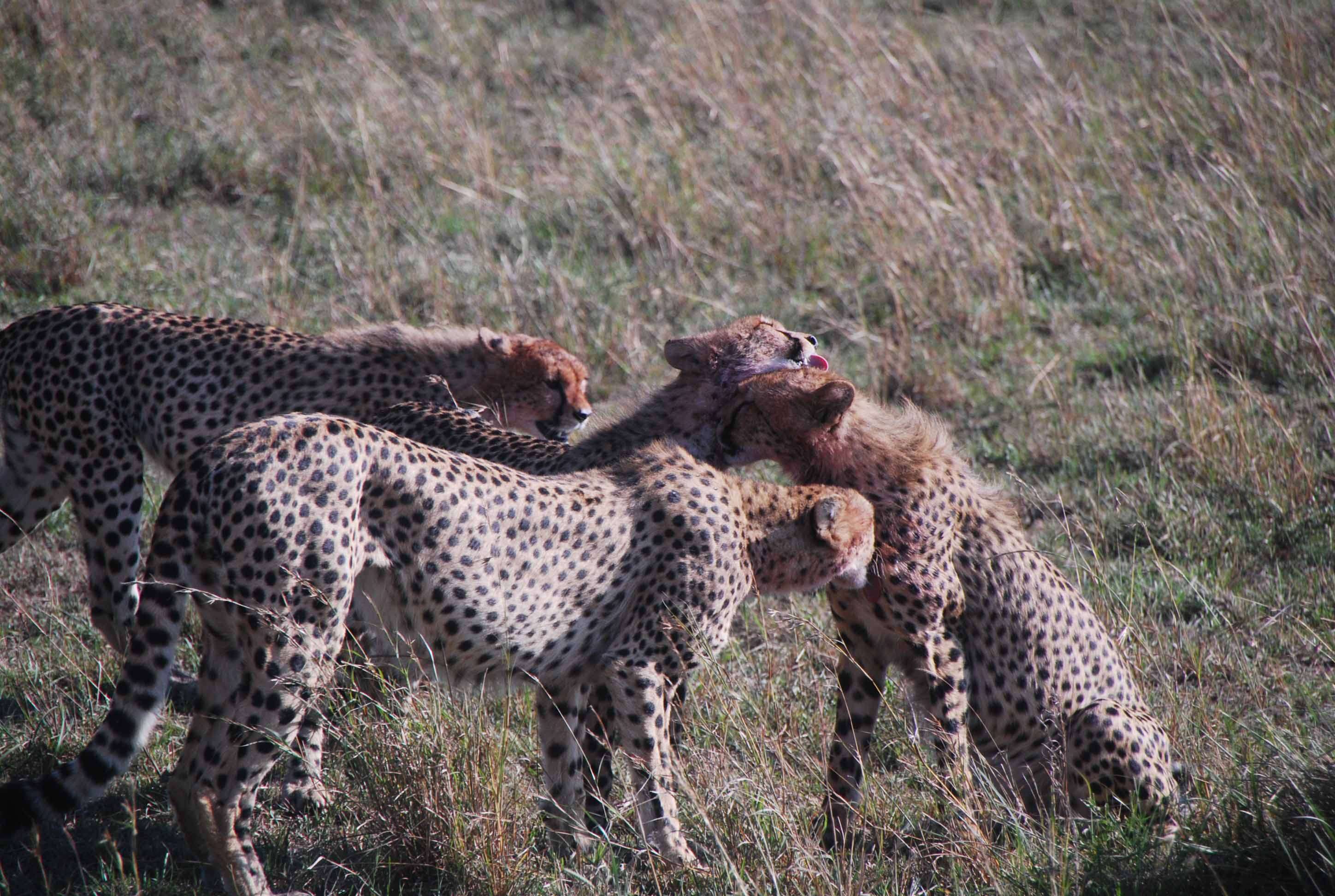 Regreso al Mara - Kenia - Blogs de Kenia - 7 guepardos, 2 rinos con mal genio y un leopardo (16)